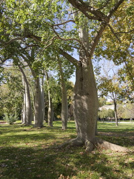 Tree habitus of the floss silk tree (Ceiba speciosa, syn. Chorisia speciosa) or palo borracho, &aacute;rbol del puente, samu'ũ, paineira , toborochi, silk floss tree. Family: Malvaceae (as baobab). Spain
