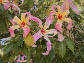 Flowers of the floss silk tree (Ceiba speciosa, syn. Chorisia speciosa) or palo borracho, árbol...