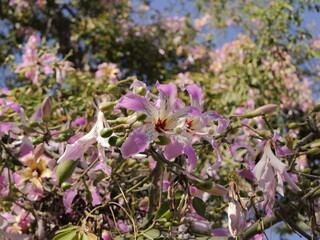 Flowers of the floss silk tree (Ceiba speciosa, syn. Chorisia speciosa) or palo borracho, árbol...