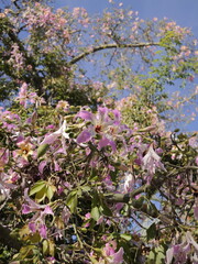 Flowers of the floss silk tree (Ceiba speciosa, syn. Chorisia speciosa) or palo borracho, árbol...