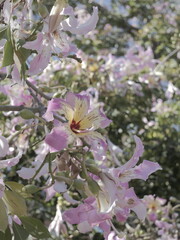 Flowers of the floss silk tree (Ceiba speciosa, syn. Chorisia speciosa) or palo borracho, árbol...