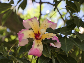 Flowers of the floss silk tree (Ceiba speciosa, syn. Chorisia speciosa) or palo borracho, árbol...