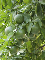 Green fruits of bitter orange (Citrus × aurantium), sour orange, Seville orange, bigarade orange,...