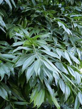 Close up of leaves of the laurel-leaved snail tree (Pachygone laurifolia, formerly Cocculus bariensis). Spain