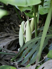 Obraz premium Flowers and fruit of the delicious monster (Monstera deliciosa) in city garden, Spain. Also, fruit salad plant, fruit salad tree, monster fruit, monsterio delicio, monstereo, Mexican breadfruit.