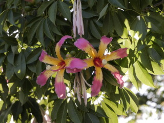 Flowers of the floss silk tree (Ceiba speciosa, syn. Chorisia speciosa) or palo borracho, árbol...