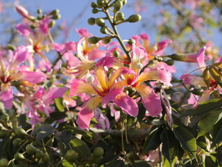 Flowers of the floss silk tree (Ceiba speciosa, syn. Chorisia speciosa) or palo borracho, &aacute;rbol del puente, samu'ũ, paineira , toborochi, silk floss tree. Family: Malvaceae (as baobab). Spain