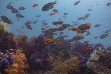 Fototapeta premium fish with rocks
