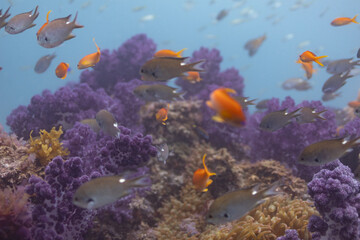 Naklejka premium fish with rocks 3