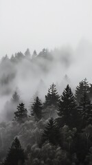 Misty Forest Landscape - Black and White Photography