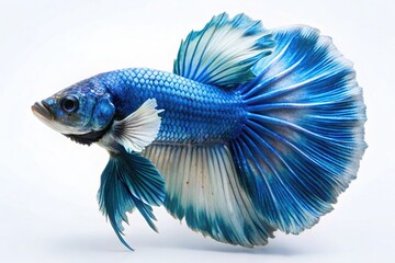 Fototapeta premium photograph of blue and white halfmoon betta fish from a high angle view