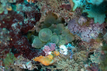 bubble sea anemone 4