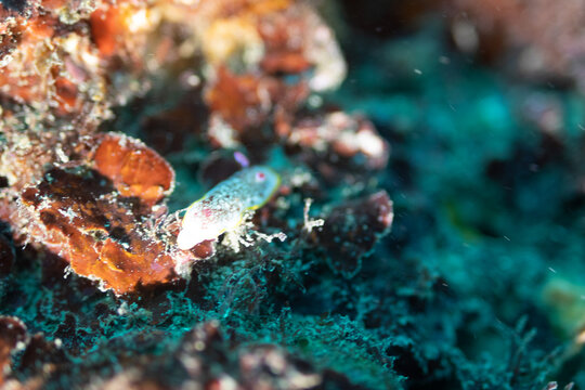 rabbit nudi branch