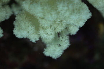 white soft coral 5
