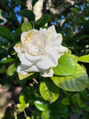 white rose surrounded by green leaves