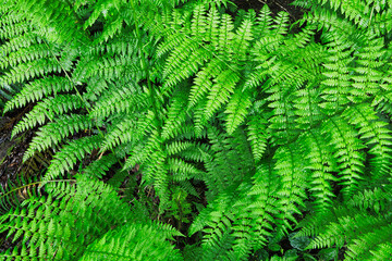 Natural green fern wallpaper