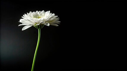 white flower with green stem on black background