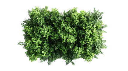 Obraz premium Rainforest canopy top view on white background