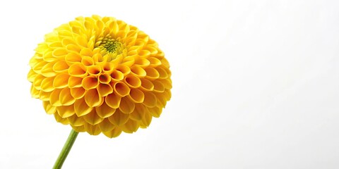 yellow pompom dahlia flower on white background, low angle view