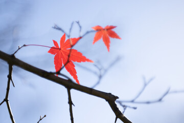 青い空と枝に残った２枚の赤色に紅葉したもみじの葉