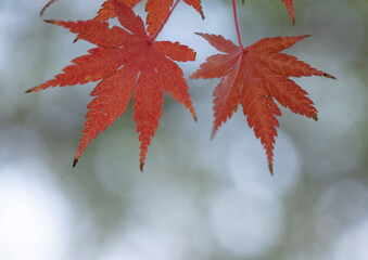 赤色に紅葉したもみじの葉