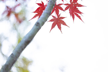 白色の背景と赤色に紅葉したもみじの葉ともみじの幹
