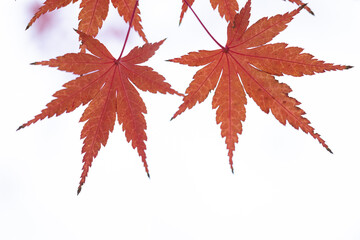白色の背景と橙色に紅葉した２枚のもみじの葉