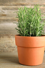 Fototapeta premium Aromatic rosemary plant in pot on wooden table, closeup