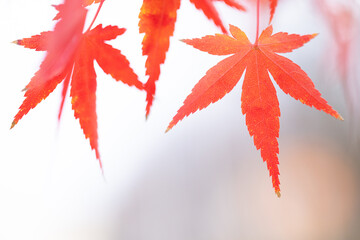 白色の背景と赤色に紅葉したもみじの葉