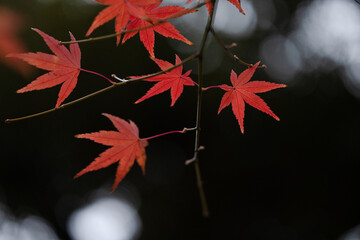 黒い背景と赤色に紅葉したもみじの葉