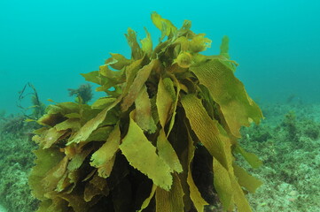 Tangled fronds of brown seaweed Ecklonia radiata in shallow murky bay. Location: Leigh new Zealand