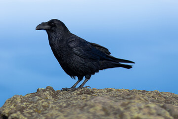 Rabe auf Fuerteventura