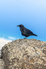 Rabe auf Fuerteventura