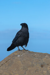 Rabe auf Fuerteventura