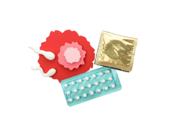 PNG, Ovulation concept, isolated on white background