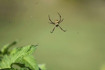 Close-Up of Orb-Weaver Spider in Web
