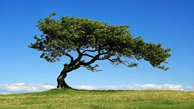 A lone tree bends over a grassy field against a blue sky