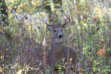 Buck in the woods