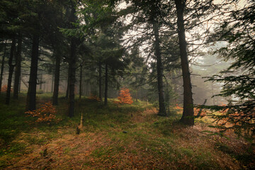autumn fog in the mountains.