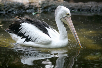Australian pelican (Pelecanus conspicillatus) floating on water. Australian pelican is a large waterbird in Pelecanidae Family. Bird in natural environment.