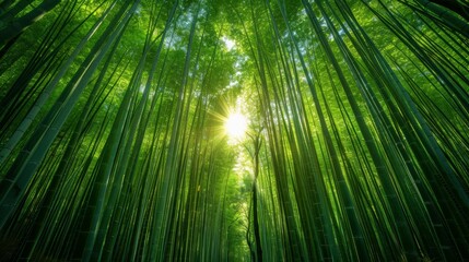Fototapeta premium Sunbeams Through Lush Bamboo Forest Nature Tranquility Green Sunlight