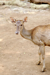 Baby Deer Standing Alone In The Wooden Cage At Zoo