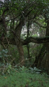 &Aacute;rbol con corteza rugosa en el bosque rodeado de vegetaci&oacute;n abundante