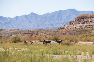 Wild burros in the desert

