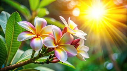 Plumeria flowers in spring with sunlight and bokeh background