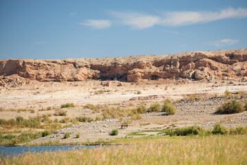 Wild burros in the desert

