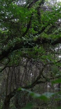 Ramas cubiertas de musgo y enredaderas en un bosque h&uacute;medo y denso, con sombras profundas y follaje entrelazado