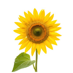 Obraz premium bright sunflower with golden yellow petals radiates joy and warmth