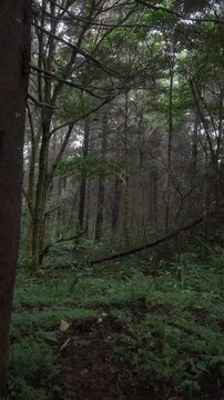 Bosque profundo con &aacute;rboles altos y suelo cubierto de vegetaci&oacute;n en un ambiente sombr&iacute;o y tranquilo
