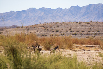 Wild burros in the desert
